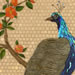Peacock detail