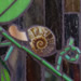 Detail, snail